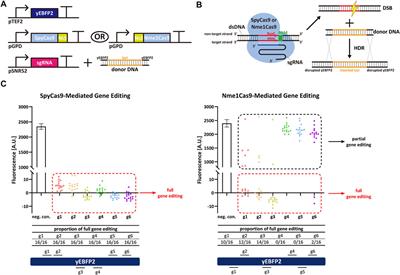 A Mutated Nme1Cas9 Is a Functional Alternative RNase to Both LwaCas13a and RfxCas13d in the Yeast S. cerevisiae